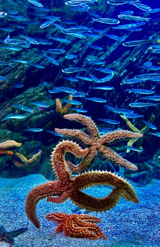 jose mari taberna donostia aquarium